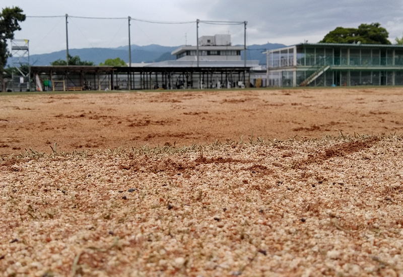 人工芝に蓄積されたアンツーカー