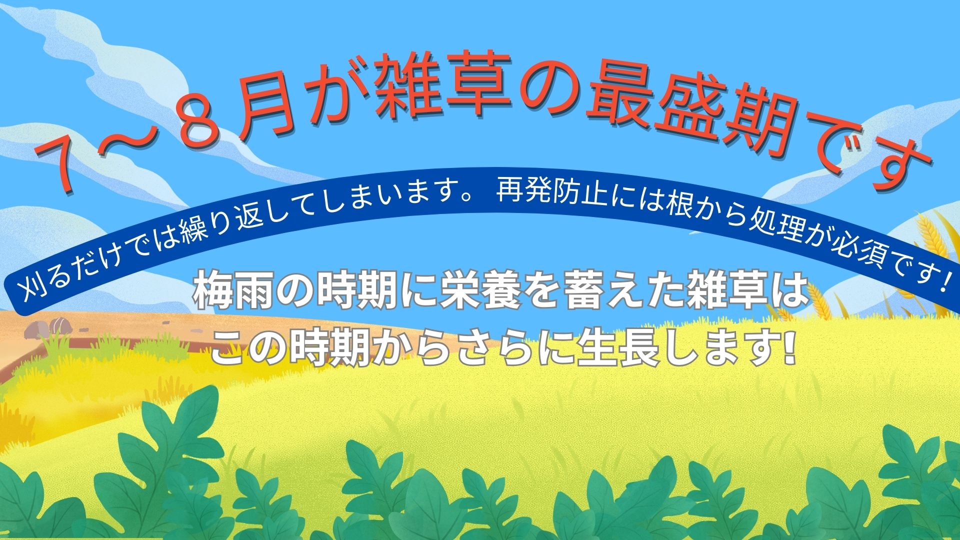 7〜8月が雑草の最盛期です！ - グラウンド・テニスコートなどの新設